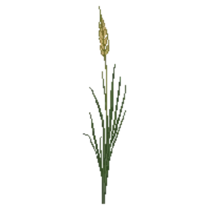 Illustration of Northern Sea Oats