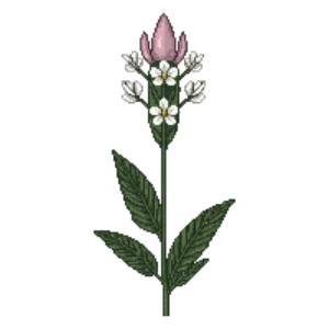 Illustration of White Turtlehead