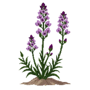 Illustration of Desert Willow
