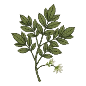 Illustration of Fringe Tree