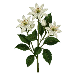 Illustration of Mexican Orange Blossom