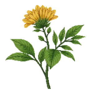 Illustration of Maryland Goldenaster