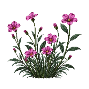 Illustration of Rock Rose