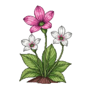 Illustration of Spring Beauty