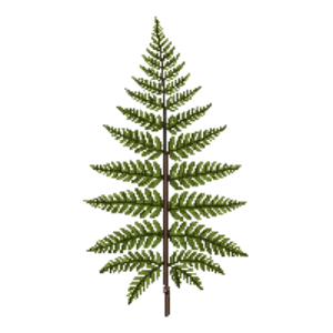 Illustration of Cinnamon Fern