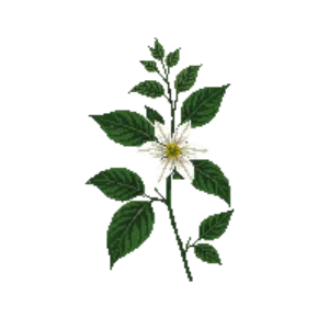 Illustration of Evergreen Clematis