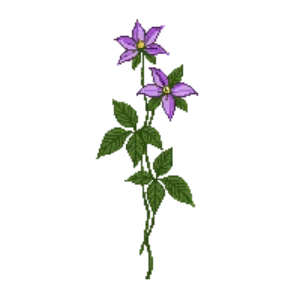 Illustration of Clematis 'Jackmanii'