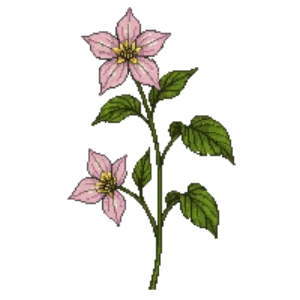 Illustration of Mountain clematis