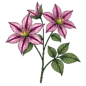 Illustration of Clematis 'Nelly Moser'