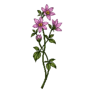 Illustration of Clematis 'Duchess of Albany'
