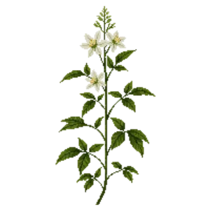 Illustration of Virgin's Bower