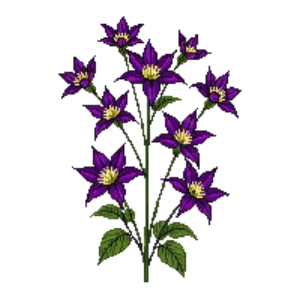 Illustration of Clematis 'Etoile Violette'
