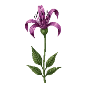 Illustration of Spider Flower