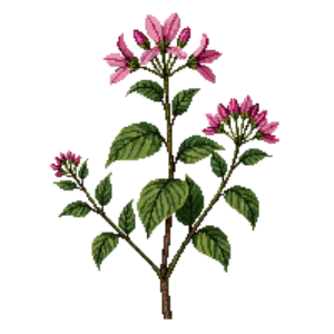 Illustration of Summersweet 'Ruby Spice'