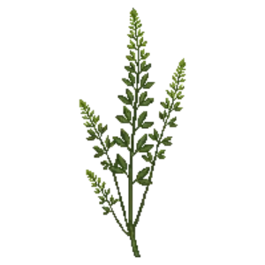 Illustration of Sweetfern