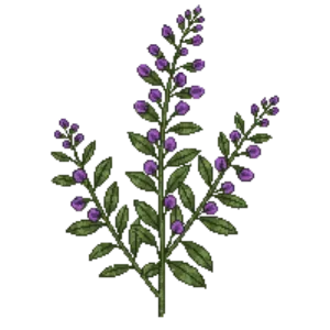 Illustration of False Rosemary