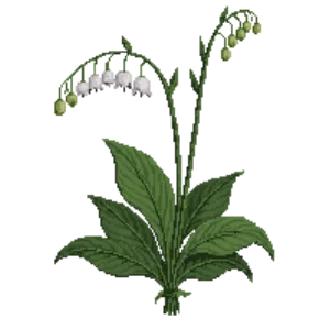 Illustration of Lily of the Valley