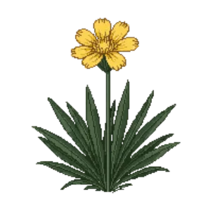 Illustration of Tickseed 'Early Sunrise'