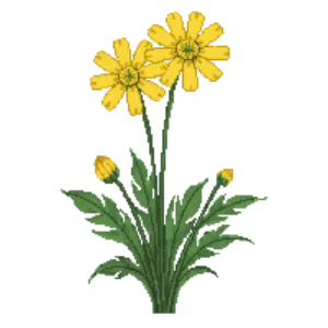 Illustration of Tickseed 'Sunray'