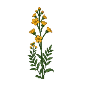 Illustration of Lanceleaf Coreopsis