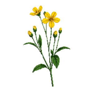 Illustration of Florida Tickseed