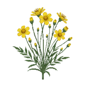 Illustration of Prairie Coreopsis