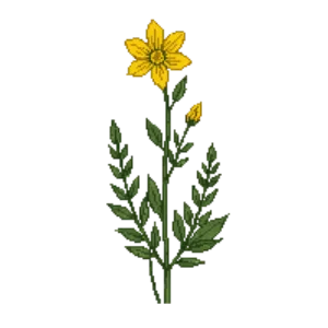 Illustration of Star Tickseed