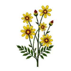 Illustration of Tickseed 'Sunfire'