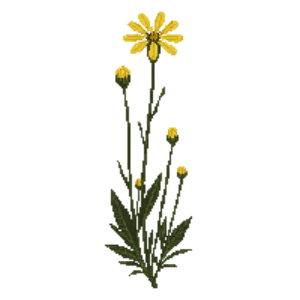 Illustration of Tall Tickseed