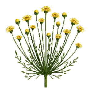 Illustration of Tickseed 'Moonbeam'