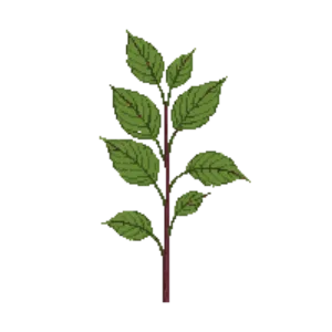 Illustration of Dogwood 'Baton Rouge'