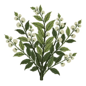 Illustration of Variegated Dogwood 'Elegantissima'