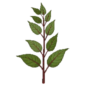 Illustration of Red-Stem Dogwood
