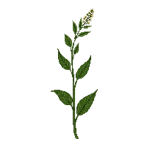 Illustration of Bunchberry