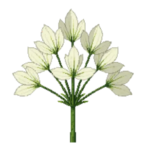 Illustration of Dogwood 'Eddie's White Wonder'