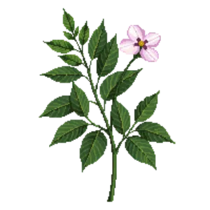 Illustration of Flowering Dogwood