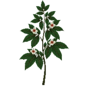 Illustration of Japanese Flowering Dogwood