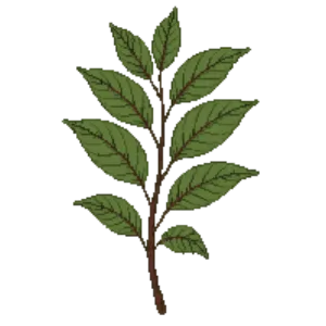 Illustration of Red-Twig Dogwood 'Cardinal'