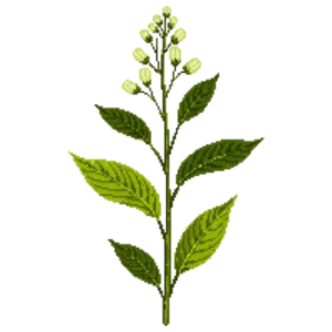 Illustration of Dogwood