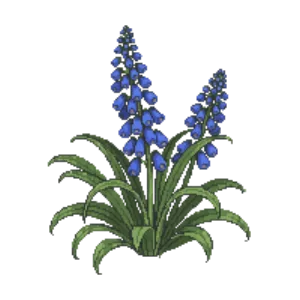 Illustration of Blue corydalis 'Blue Panda'