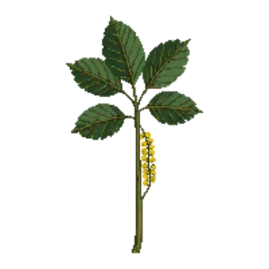 Illustration of Common Hazel