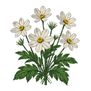 Illustration of Cosmos 'Purity'