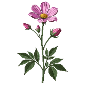 Illustration of Cosmos
