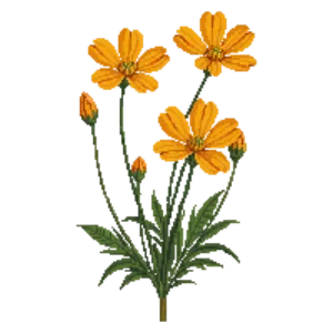 Illustration of Sulphur Cosmos