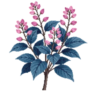 Illustration of Dwarf smoke bush