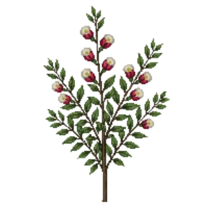 Illustration of Bearberry Cotoneaster