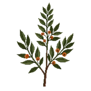 Illustration of Franchet's cotoneaster