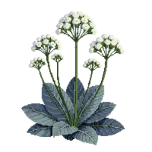 Illustration of Sea Kale