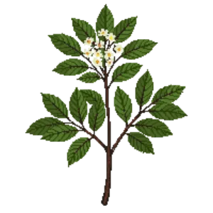 Illustration of Hawthorn