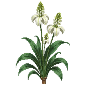 Illustration of Southern Swamp Lily